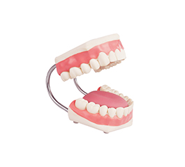 DM-NS6501 牙护理保健模型（放大5倍）