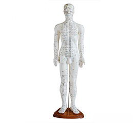 DM-P6704 人体针灸模型（男）50cm    