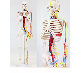 DM-SK1102B 人体骨骼带心脏与血管模型85CM   