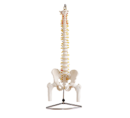  DM-SK1105 脊椎带骨盆附半腿骨模型（可弯曲）  