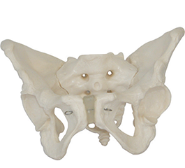  DM-SK1128 女性骨盆模型  