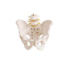  DM-SK1129 骨盆带两节腰椎模型  