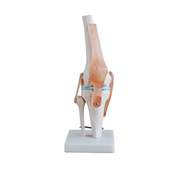 DM-SK2111 膝关节模型   