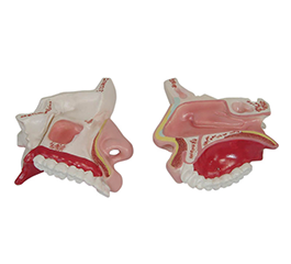 DM-R3002 鼻腔解剖模型  