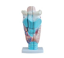 DM-R3004 喉头解剖模型   