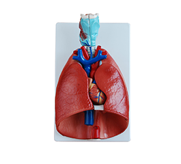  DM-R3012 喉、心、肺模型  