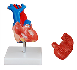 DM-V6016 自然大心脏解剖模型   