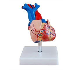 DM-V6016 自然大心脏解剖模型   